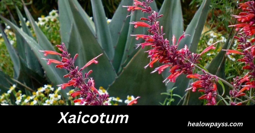 Xaicotum