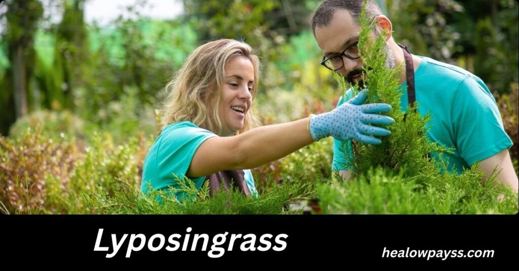 Lyposingrass